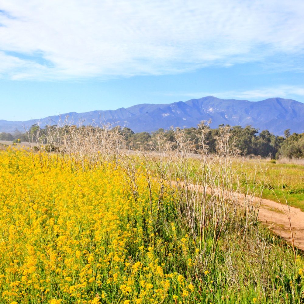 Ellwood Mesa Restoration