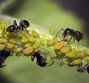 Stem with aphids and ants