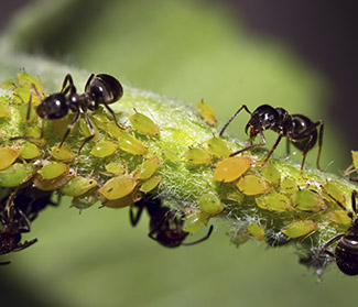 Stem with aphids and ants